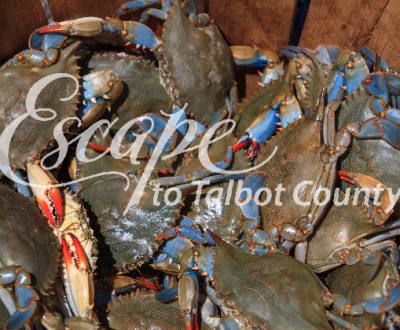 Blue Crabs in Talbot County, Maryland